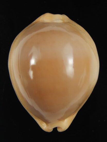 Lyncina sulcidentata 32.14 mm Gem-66238