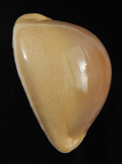 Lyncina sulcidentata 32.14 mm Gem-66241