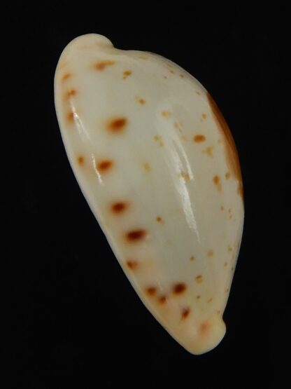 Palmadusta saulae nugata 21.41 mm Gem-66290