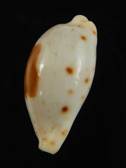 Palmadusta saulae nugata 21.41 mm Gem-66291