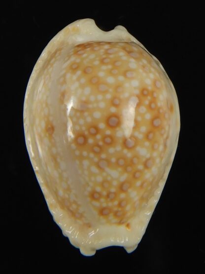 Naria marginalis melocellata 24.61 mm Gem-66259