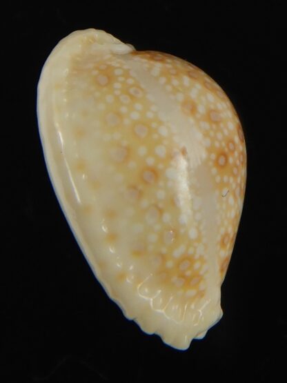 Naria marginalis melocellata 24.61 mm Gem-66265