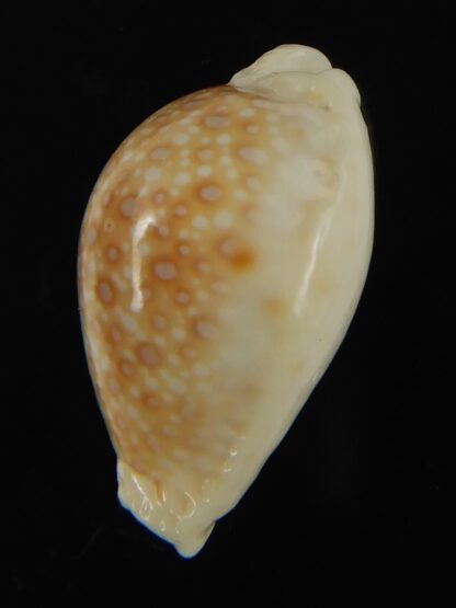 Naria marginalis melocellata 24.61 mm Gem-66260