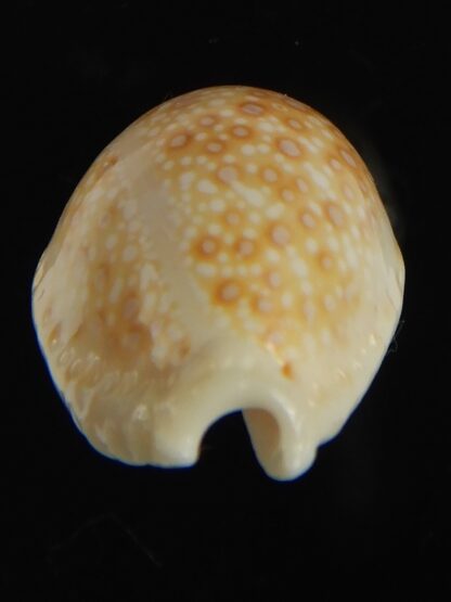 Naria marginalis melocellata 24.61 mm Gem-66261