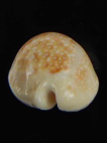 Naria marginalis melocellata 24.61 mm Gem-66264