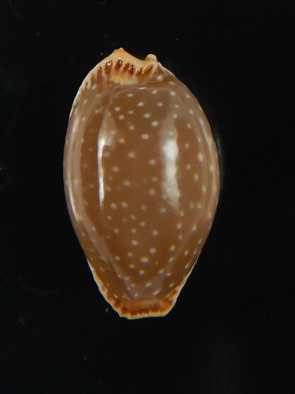 Staphylaea semiplota 16.38 mm Gem-66294