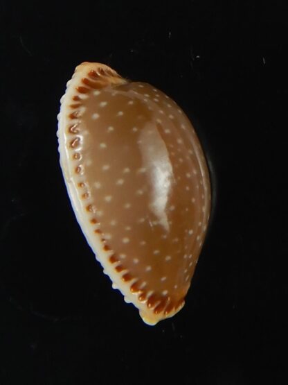 Staphylaea semiplota 16.38 mm Gem-66300