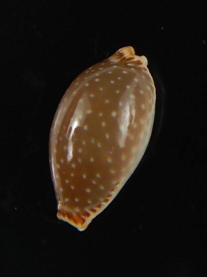 Staphylaea semiplota 16.38 mm Gem-66295