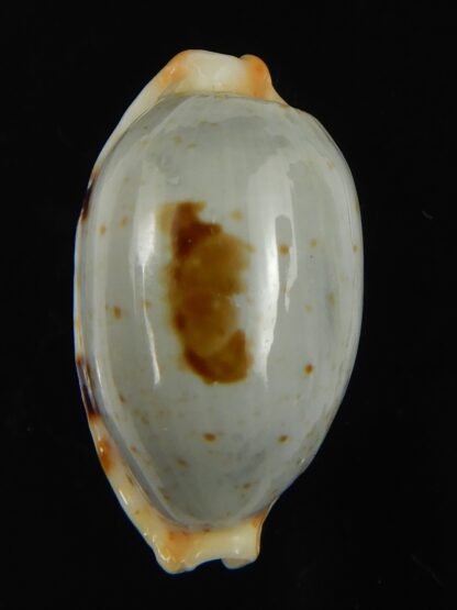 Bistolida diauges salaryensis 27.02 mm Gem-66141