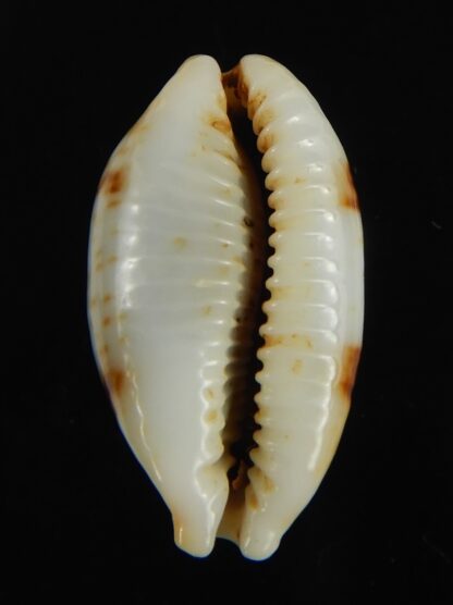 Bistolida diauges salaryensis 27.02 mm Gem-66137