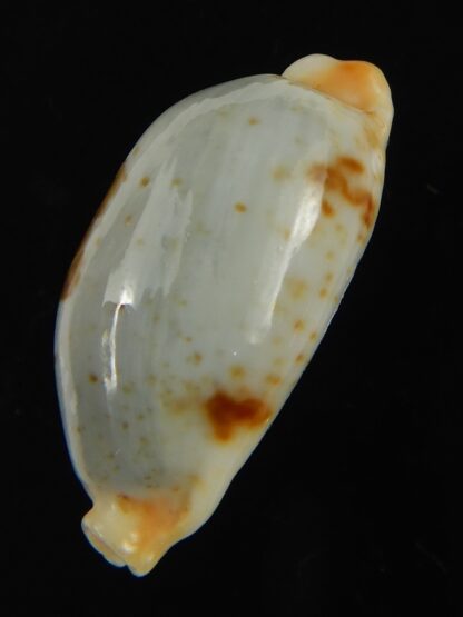 Bistolida diauges salaryensis 27.02 mm Gem-66138