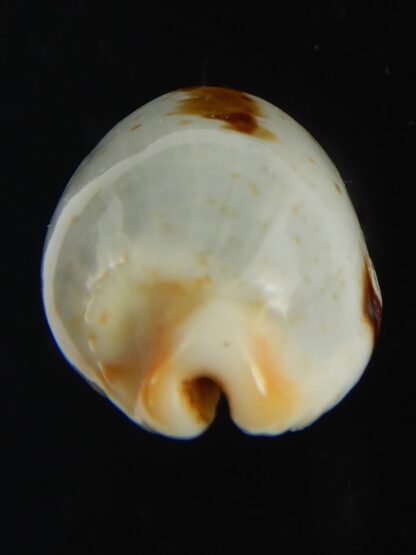 Bistolida diauges salaryensis 27.02 mm Gem-66136