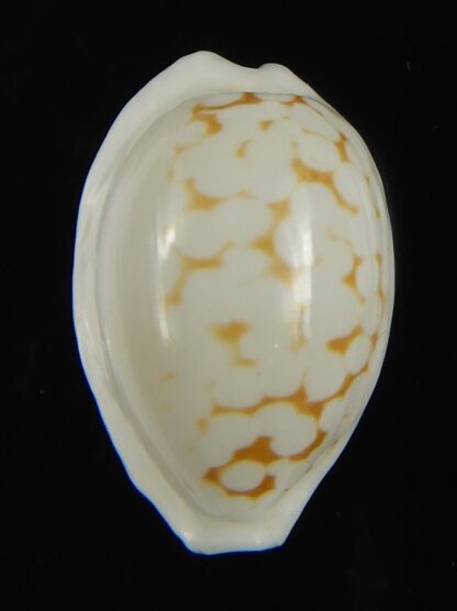 Cribrarula cribraria melwardi ...21.97 mm Gem-66194