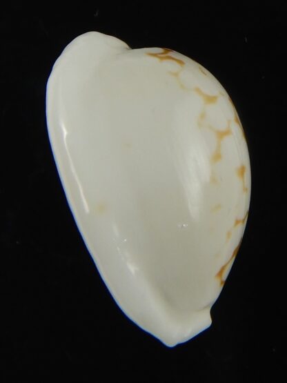 Cribrarula cribraria melwardi ...21.97 mm Gem-66192