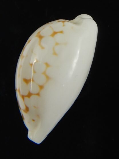 Cribrarula cribraria melwardi ...21.97 mm Gem-66197