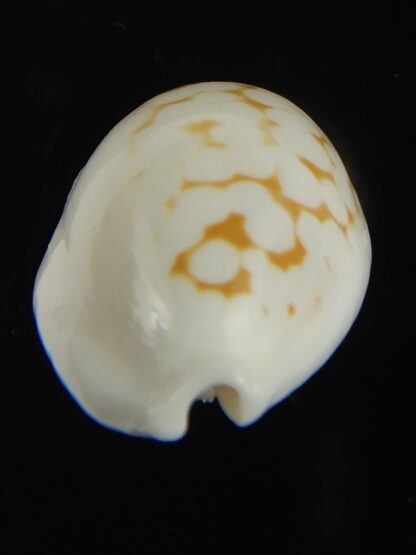 Cribrarula cribraria melwardi ...21.97 mm Gem-66196