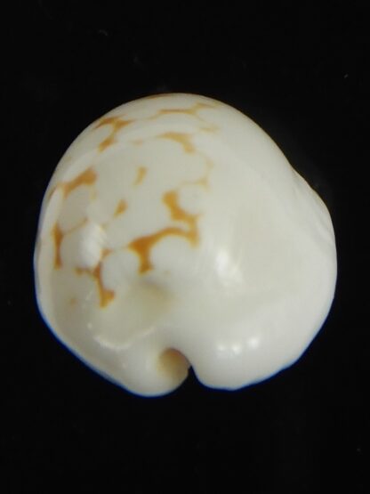 Cribrarula cribraria melwardi ...21.97 mm Gem-66193