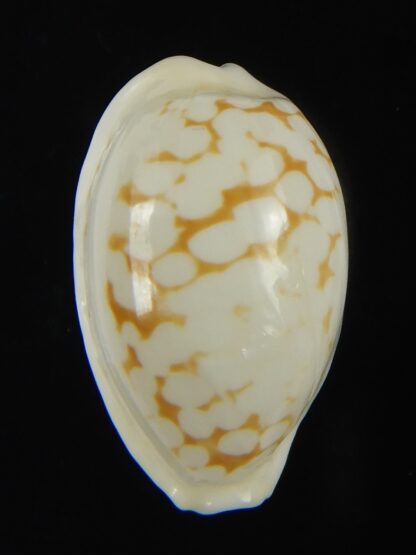 Cribrarula cribraria melwardi ...24.31 mm Gem-66223