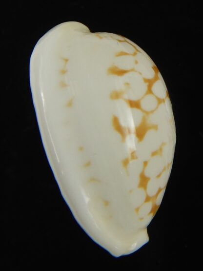 Cribrarula cribraria melwardi ...24.31 mm Gem-66224