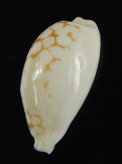 Cribrarula cribraria melwardi ...24.31 mm Gem-66222