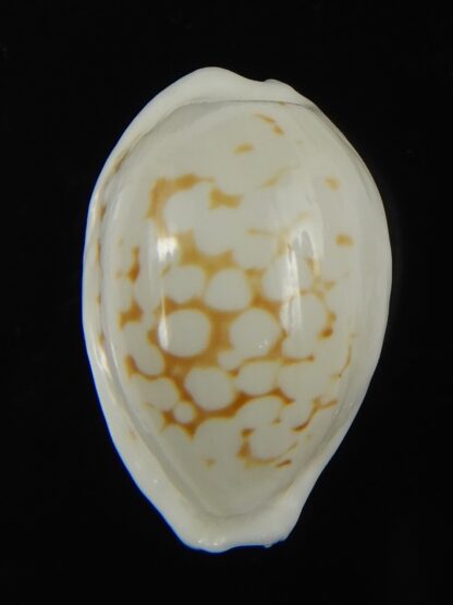 Cribrarula cribraria melwardi ...22.86 mm Gem-66210