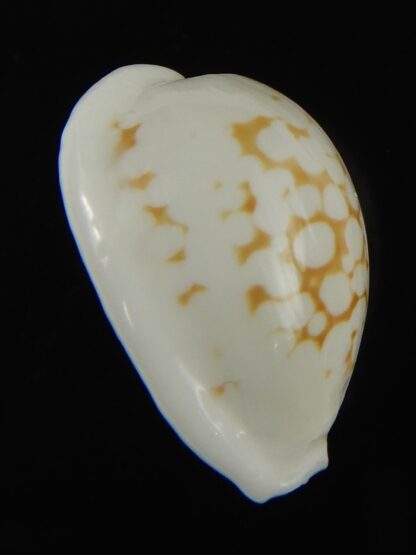 Cribrarula cribraria melwardi ...22.86 mm Gem-66209