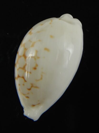 Cribrarula cribraria melwardi ...22.86 mm Gem-66208