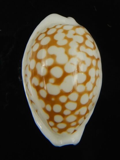 Cribrarula cribraria melwardi ...21.61 mm Gem-66183