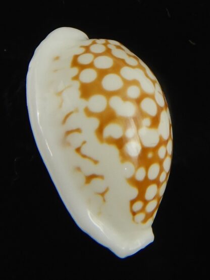 Cribrarula cribraria melwardi ...21.61 mm Gem-66182