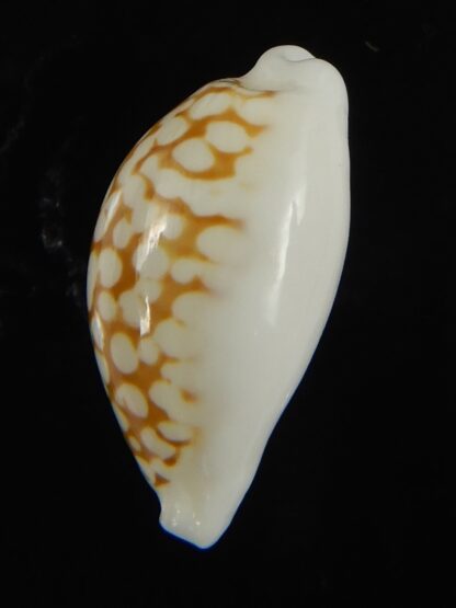 Cribrarula cribraria melwardi ...21.61 mm Gem-66180