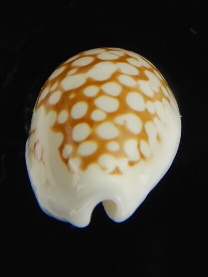 Cribrarula cribraria melwardi ...21.61 mm Gem-66178