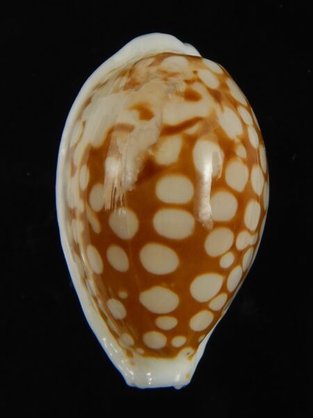 Cribrarula gravida 27.37 mm F++/F+++-66163