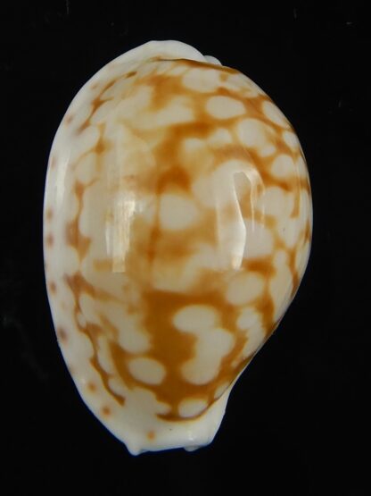 Cribrarula gravida 25.47 mm Gem-66155