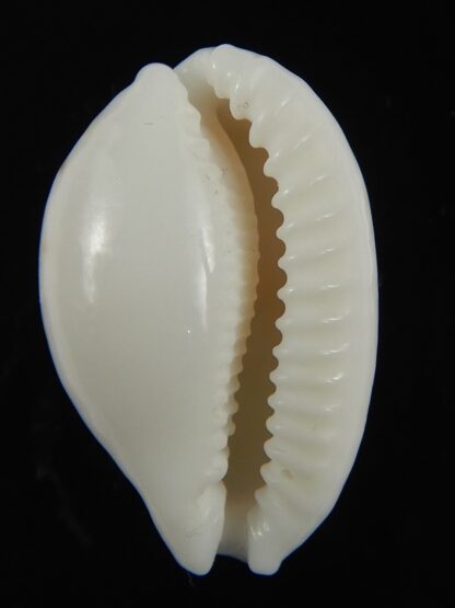 Cribrarula gravida 25.47 mm Gem-66154