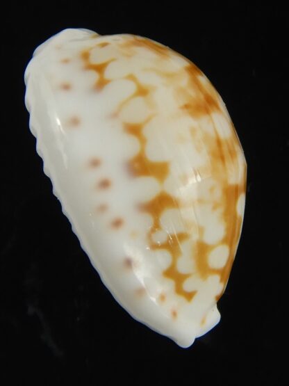 Cribrarula gravida 25.47 mm Gem-66151