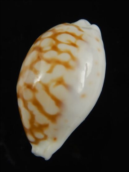 Cribrarula gravida 25.47 mm Gem-66150