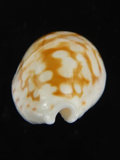 Cribrarula gravida 25.47 mm Gem-66153