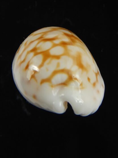 Cribrarula gravida 25.47 mm Gem-66152