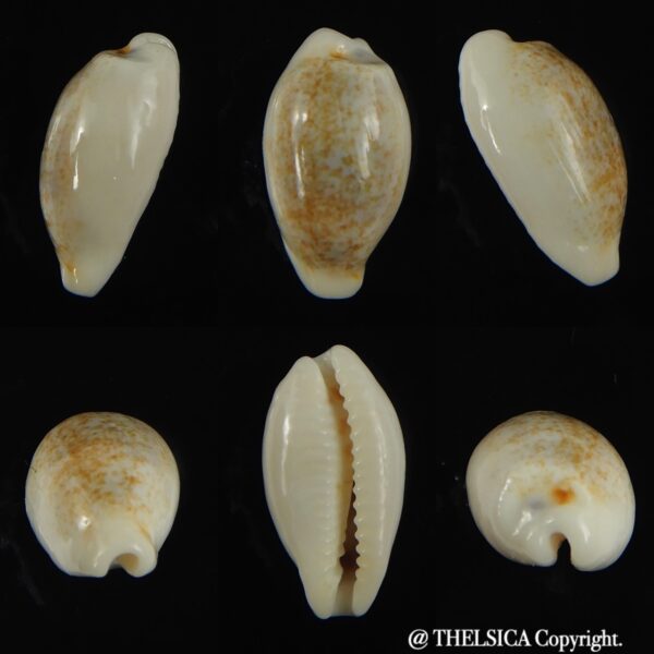 Eclogavena luchuana 16.61 mm Gem-0