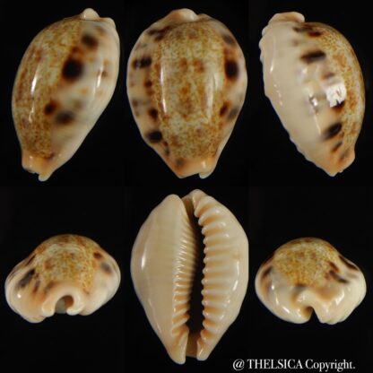 Cypraea caurica quinquefasciata f. nabequensis 30.34 mm Gem-0