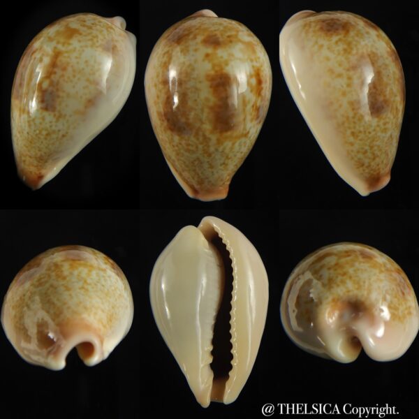 Erronea subviridis vaticina 37.74 mm Gem-0