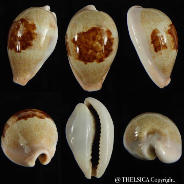 Erronea subviridis dorsalis .... BIG size.... 36.46 mm Gem-0