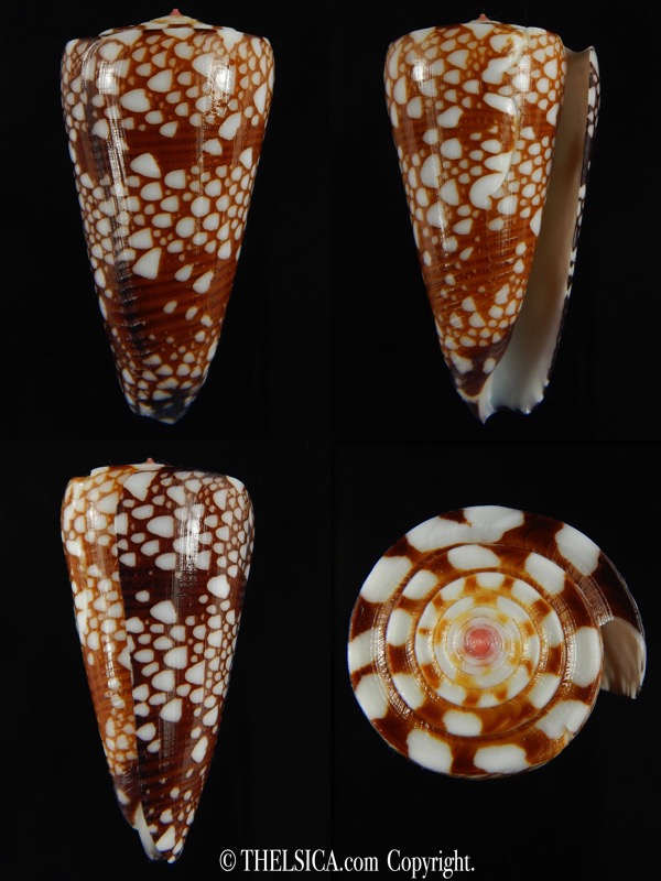 Eugeniconus nobilis gisellelieae ... Big size ... 50.33 mm Gem-0