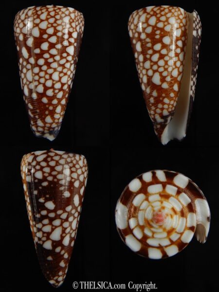 Eugeniconus nobilis gisellelieae ... Big size ... 50.87 mm Gem-0
