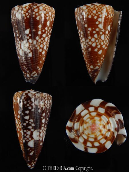 Eugeniconus nobilis gisellelieae ... GIANT ... 57.54 mm Gem-0