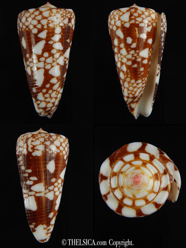 Eugeniconus nobilis gisellelieae ... Big size.. 52.10 mm F+++/Gem -0