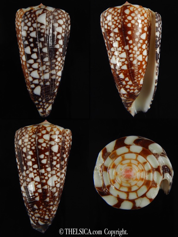 Eugeniconus nobilis gisellelieae ... Big size.. 52.78 mm Gem-0