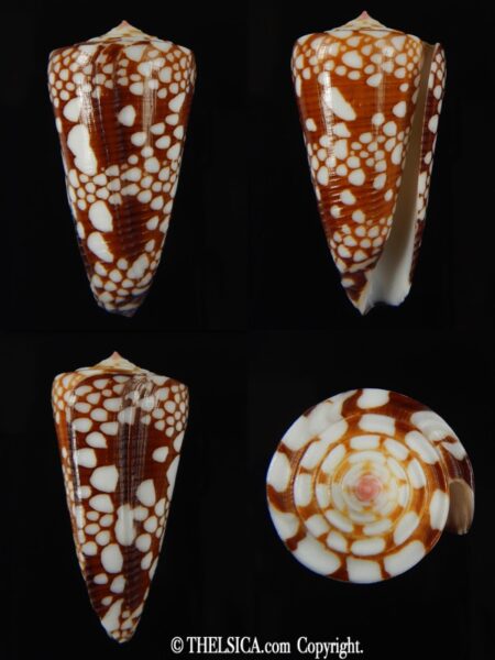 Eugeniconus nobilis gisellelieae 49.63 mm Gem-0