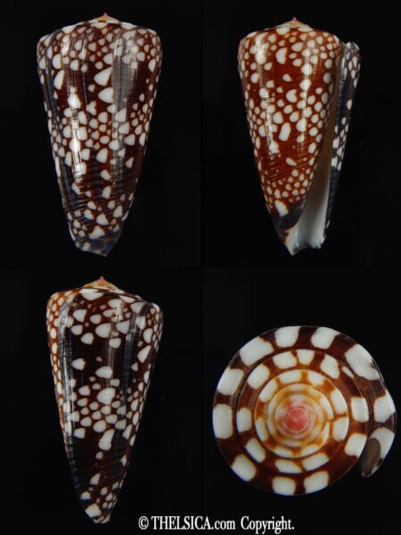 Eugeniconus nobilis gisellelieae 49.94 mm Gem-0