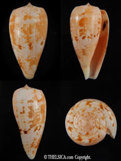Floraconus anemone peronianus 75.44 mm Gem-0